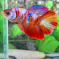 Multicolor Galaxy Halfmoon Female For Sorority Tank/Breed