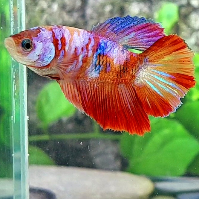 Multicolor Galaxy Halfmoon Female For Sorority Tank/Breed