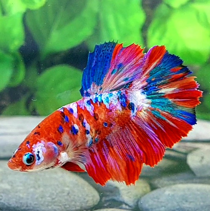 Red Galaxy Halfmoon Female For Sorority Tank/Breed