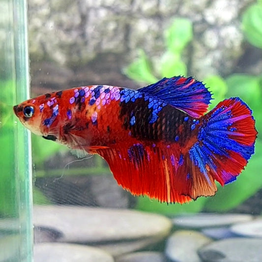 Red Galaxy Halfmoon Female For Sorority Tank/Breed