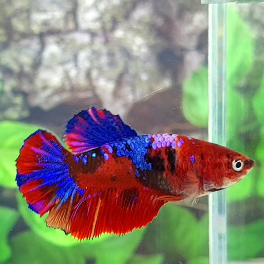 Red Galaxy Halfmoon Female For Sorority Tank/Breed