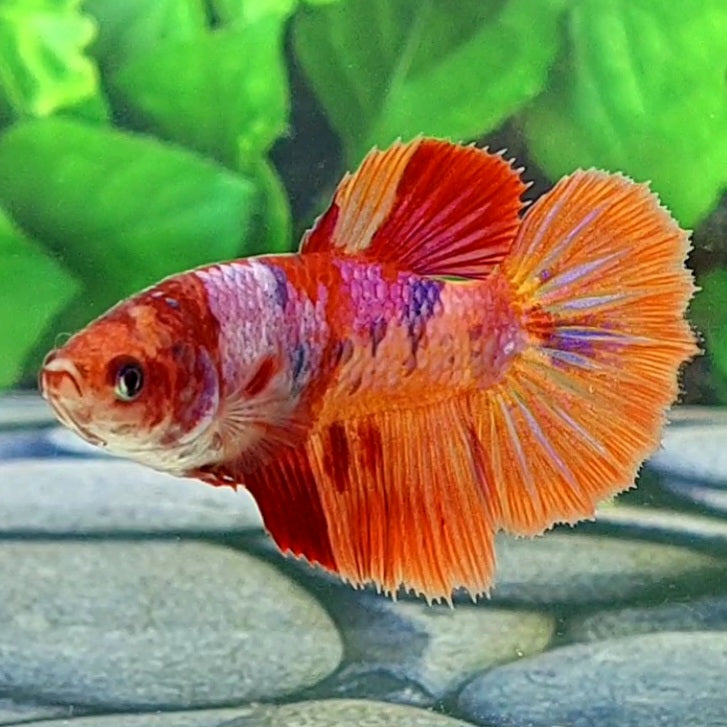 Multicolor Pink Candy Halfmoon Female For Sorority Tank/Breed