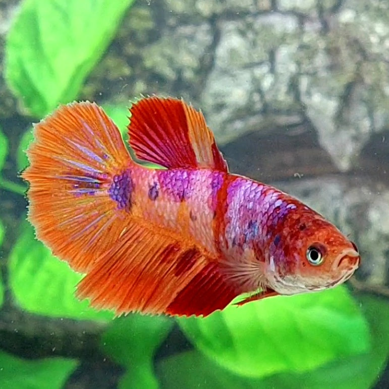 Multicolor Pink Candy Halfmoon Female For Sorority Tank/Breed