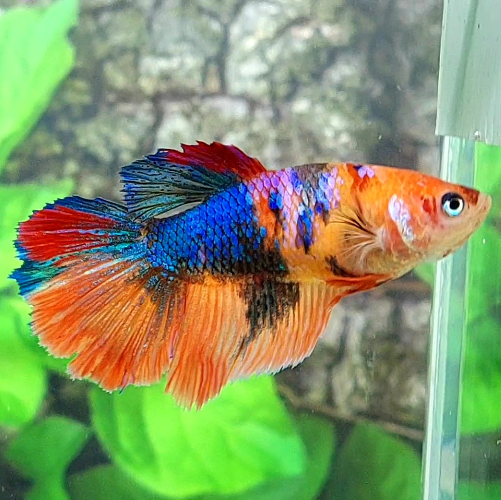 Multicolor Galaxy Halfmoon Female For Sorority Tank/Breed