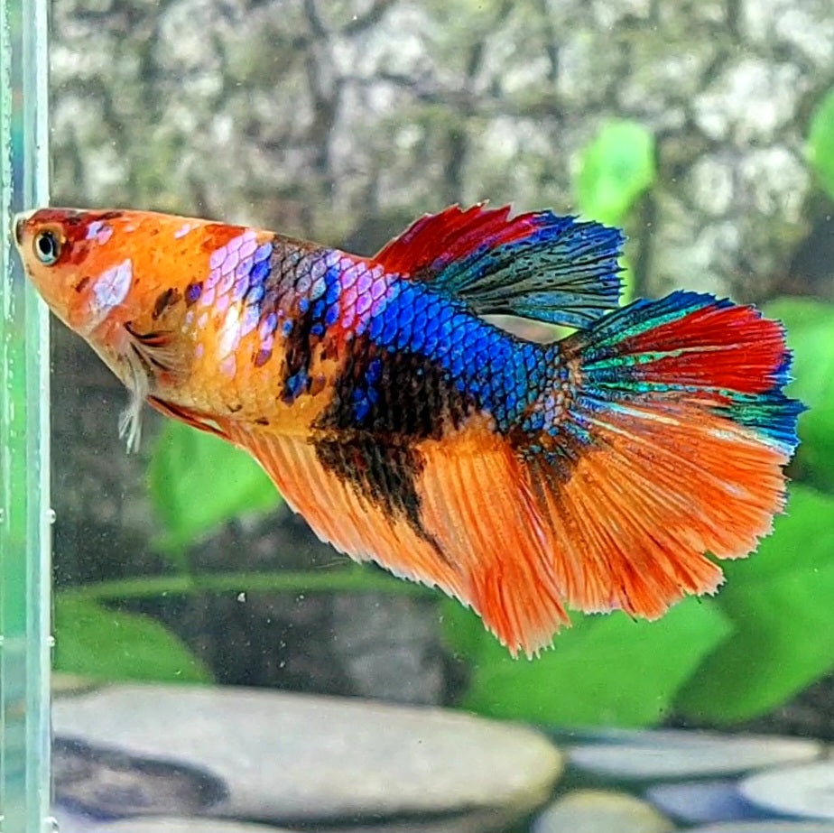 Multicolor Galaxy Halfmoon Female For Sorority Tank/Breed