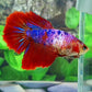 Fancy Pink Red Halfmoon Female For Sorority Tank/Breed