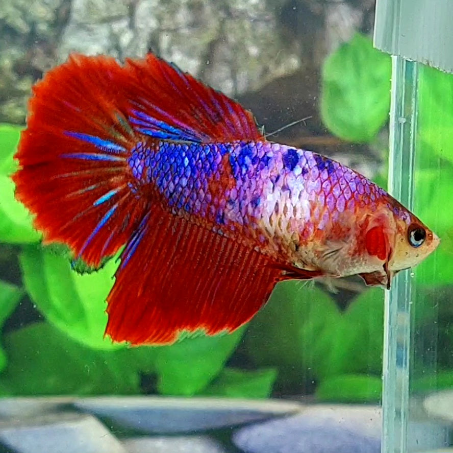 Fancy Pink Red Halfmoon Female For Sorority Tank/Breed