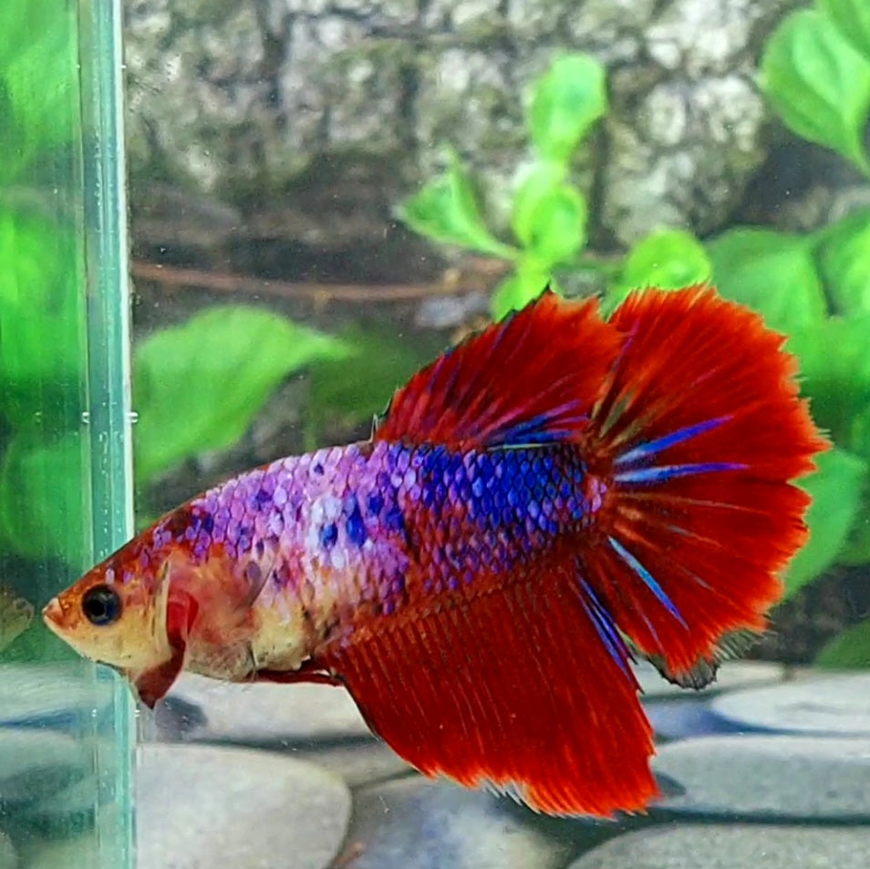 Fancy Pink Red Halfmoon Female For Sorority Tank/Breed