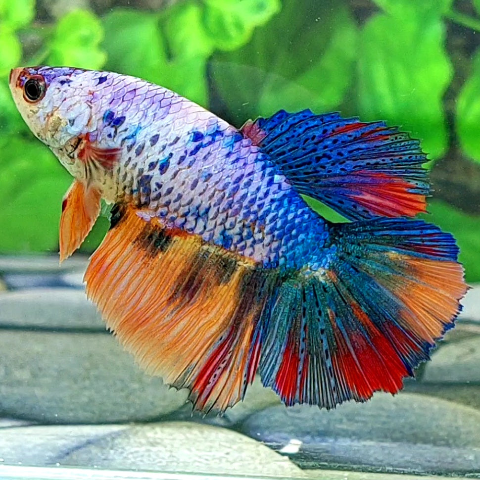 Multicolor Halfmoon Female For Sorority Tank/Breed