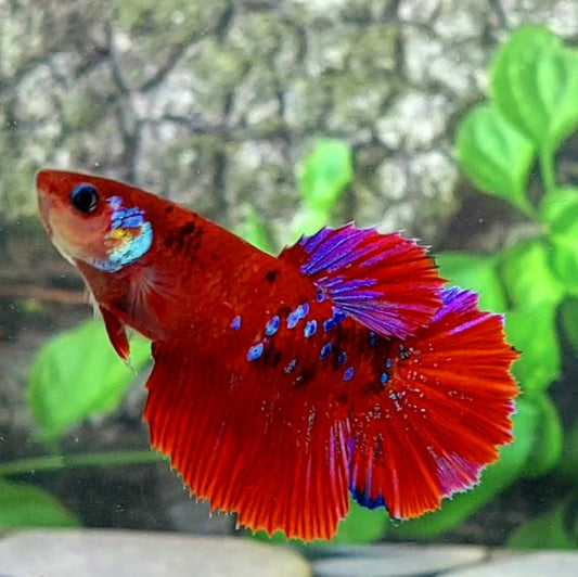 Red Galaxy Halfmoon Female For Sorority Tank/Breed