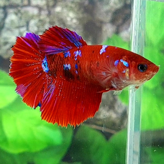 Red Galaxy Halfmoon Female For Sorority Tank/Breed