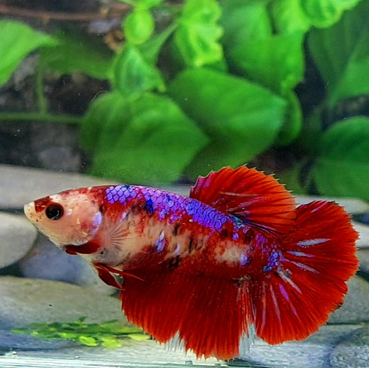 Red Koi Galaxy Halfmoon Female For Sorority Tank/Breed