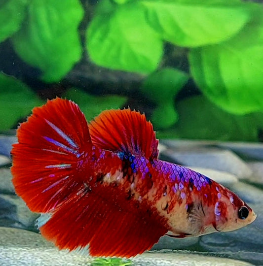 Red Koi Galaxy Halfmoon Female For Sorority Tank/Breed