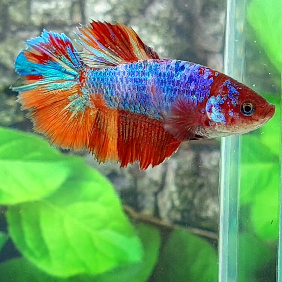 Multicolor Halfmoon Female For Sorority Tank/Breed