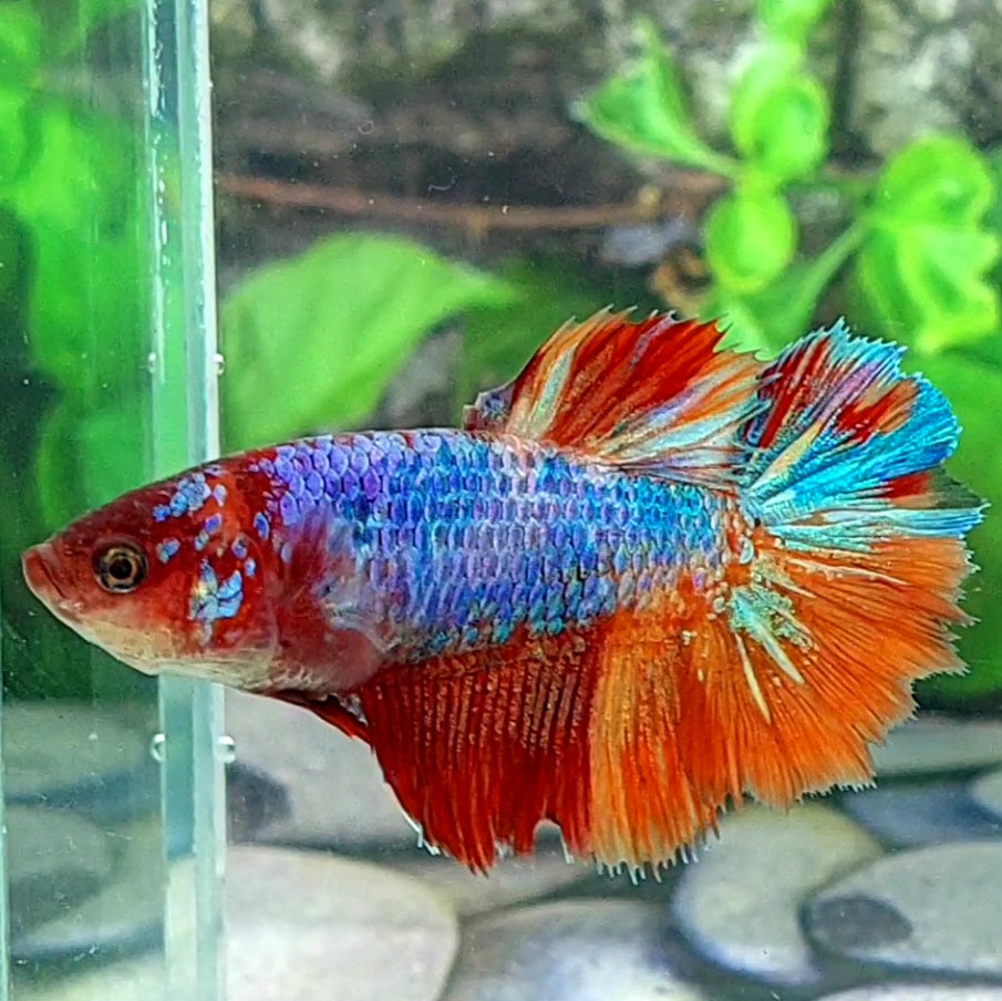 Multicolor Halfmoon Female For Sorority Tank/Breed