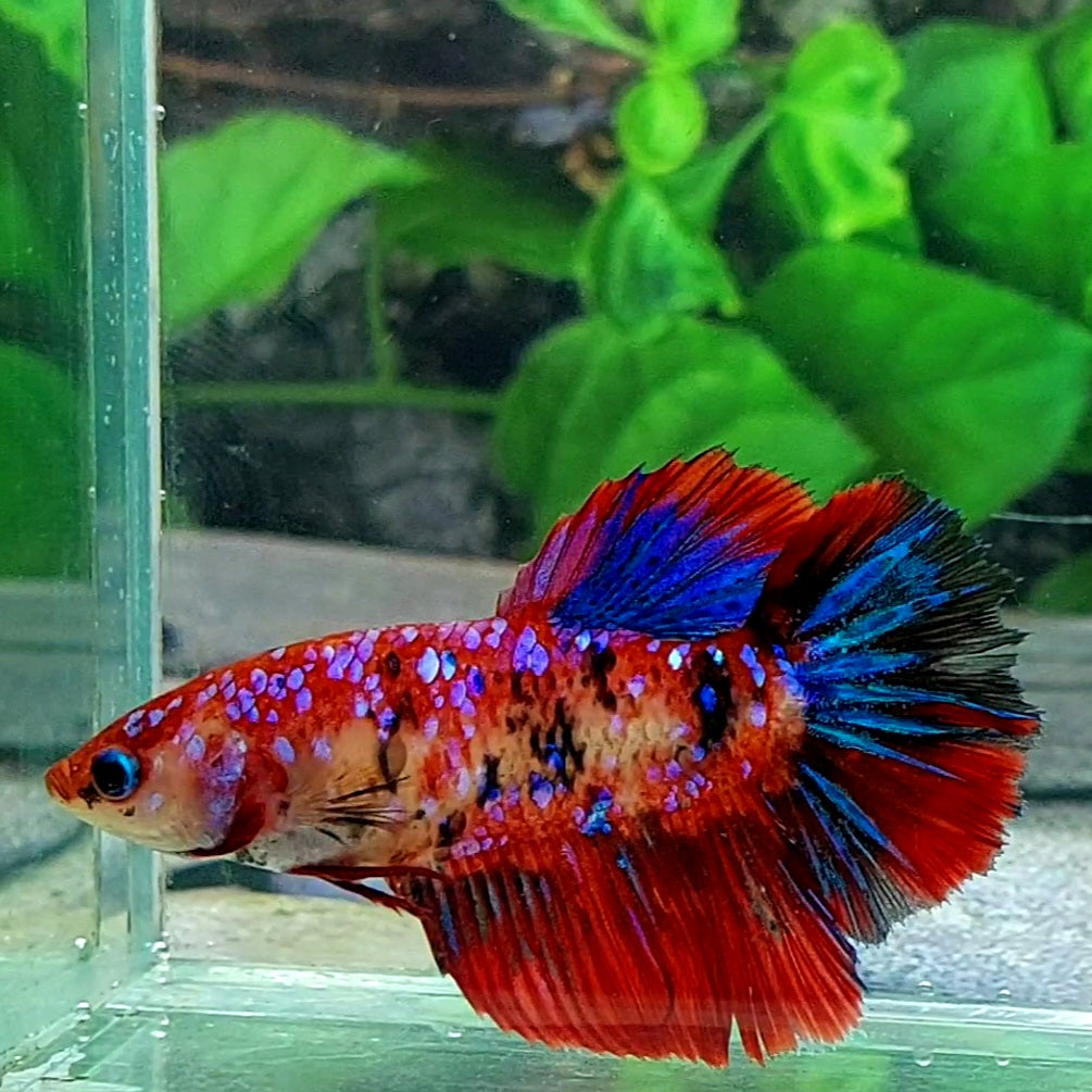 Multicolor Red Galaxy Halfmoon Female For Sorority Tank/Breed