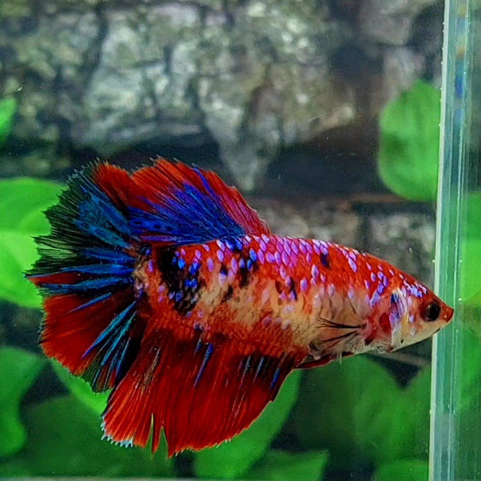 Multicolor Red Galaxy Halfmoon Female For Sorority Tank/Breed