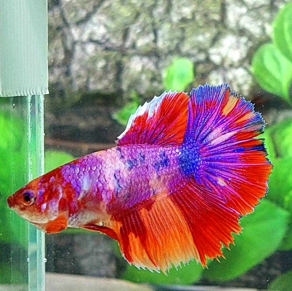 Multicolor Pink Purple Candy Halfmoon Female For Sorority Tank/Breed