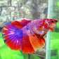 Multicolor Pink Purple Candy Halfmoon Female For Sorority Tank/Breed
