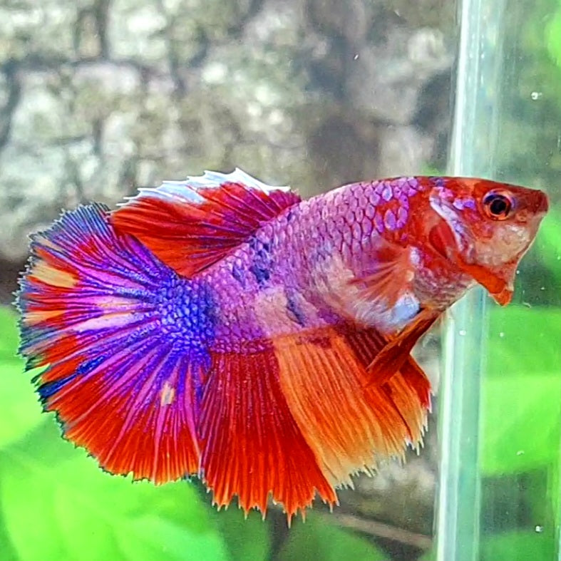 Multicolor Pink Purple Candy Halfmoon Female For Sorority Tank/Breed