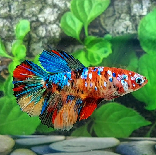 Multicolor Galaxy Halfmoon Female For Sorority Tank/Breed