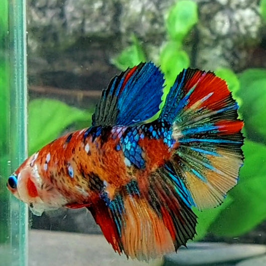 Multicolor Galaxy Halfmoon Female For Sorority Tank/Breed