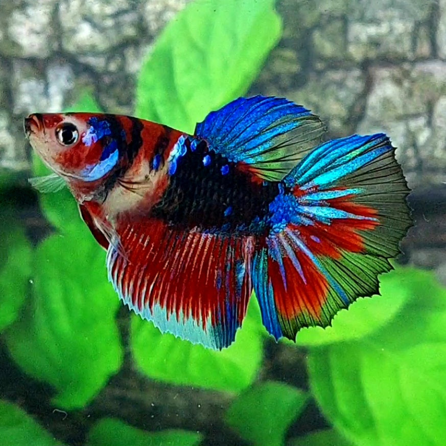 Black Koi Galaxy Halfmoon Female For Sorority Tank/Breed