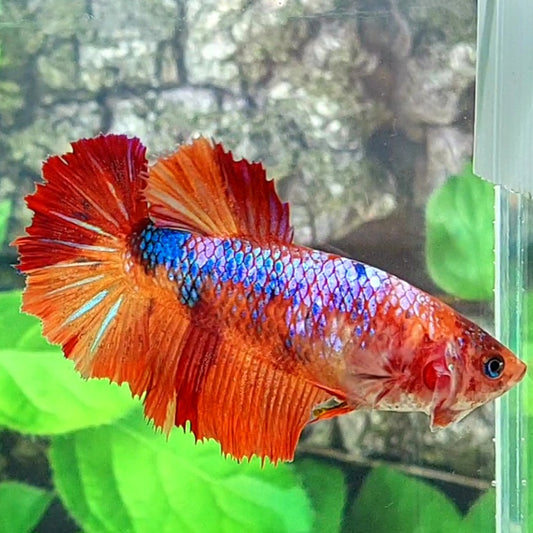 Multicolor Candy Halfmoon Female For Sorority Tank/Breed