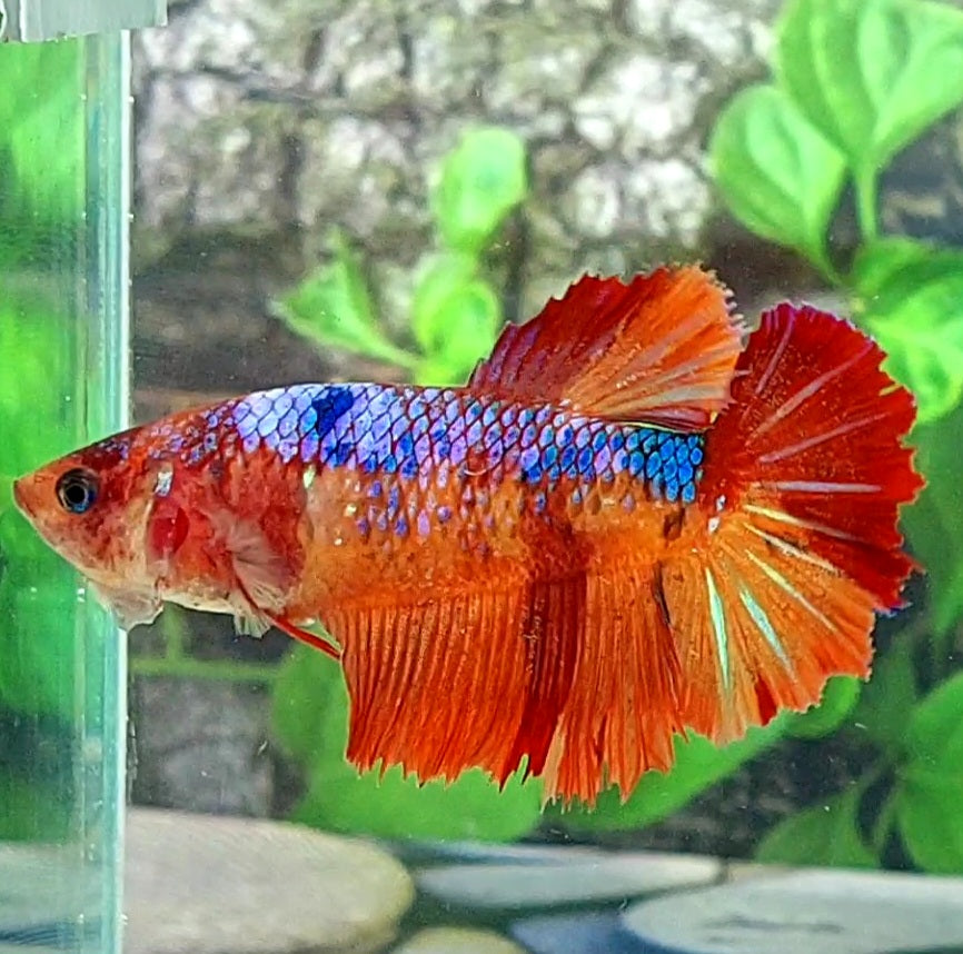 Multicolor Candy Halfmoon Female For Sorority Tank/Breed