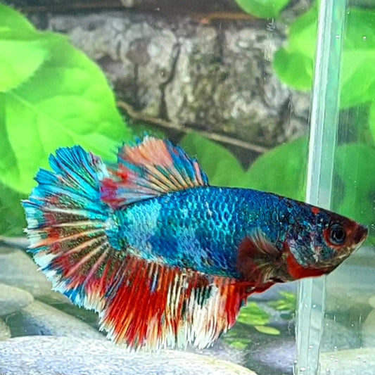 Fancy Halfmoon Female For Sorority Tank/Breed