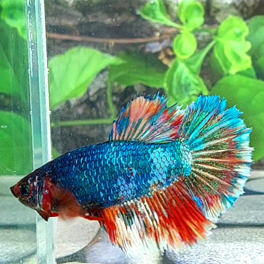 Fancy Halfmoon Female For Sorority Tank/Breed