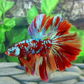Multicolor Red Galaxy Rosetail Halfmoon Male