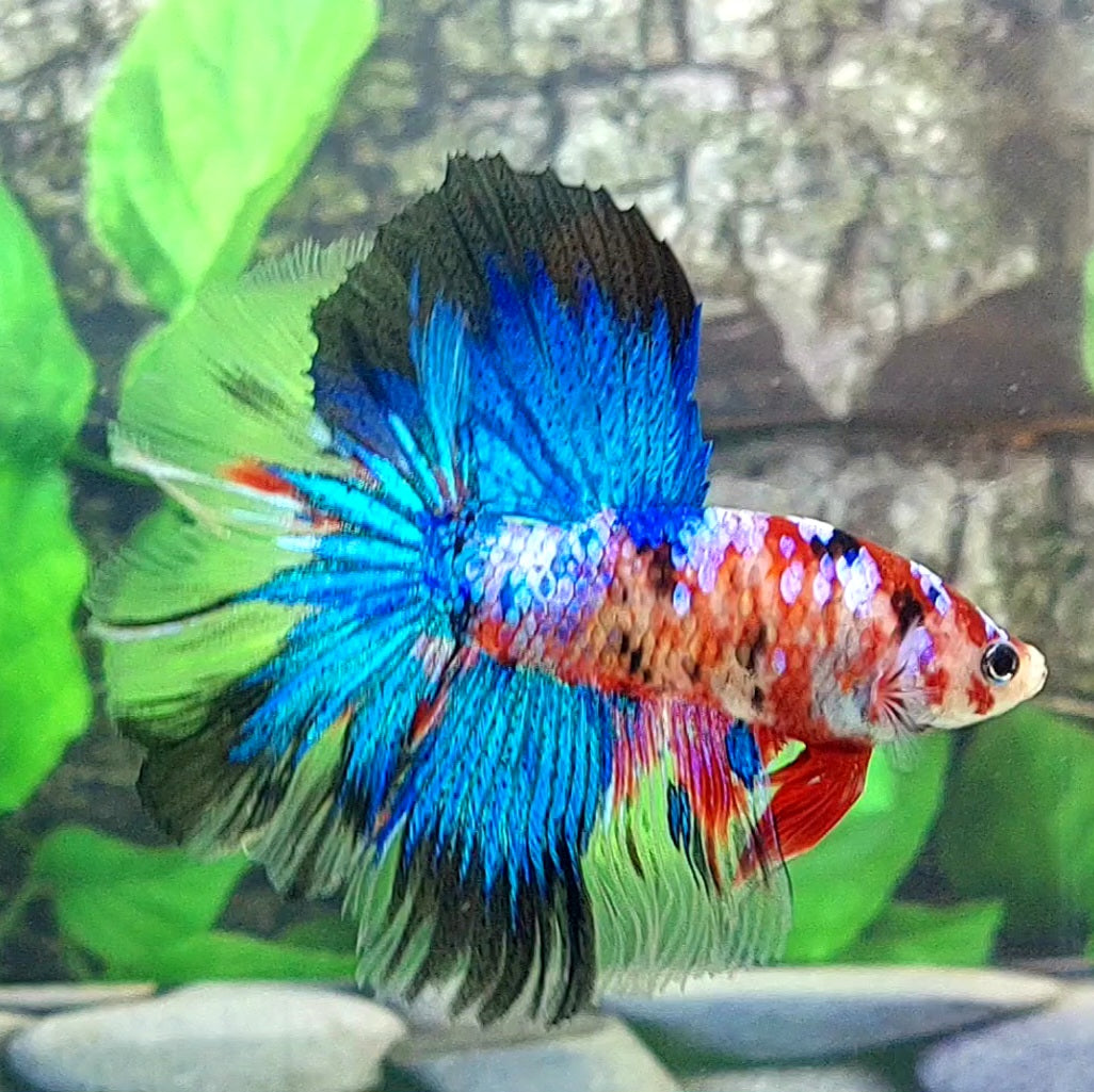 Multicolor Galaxy Halfmoon Male