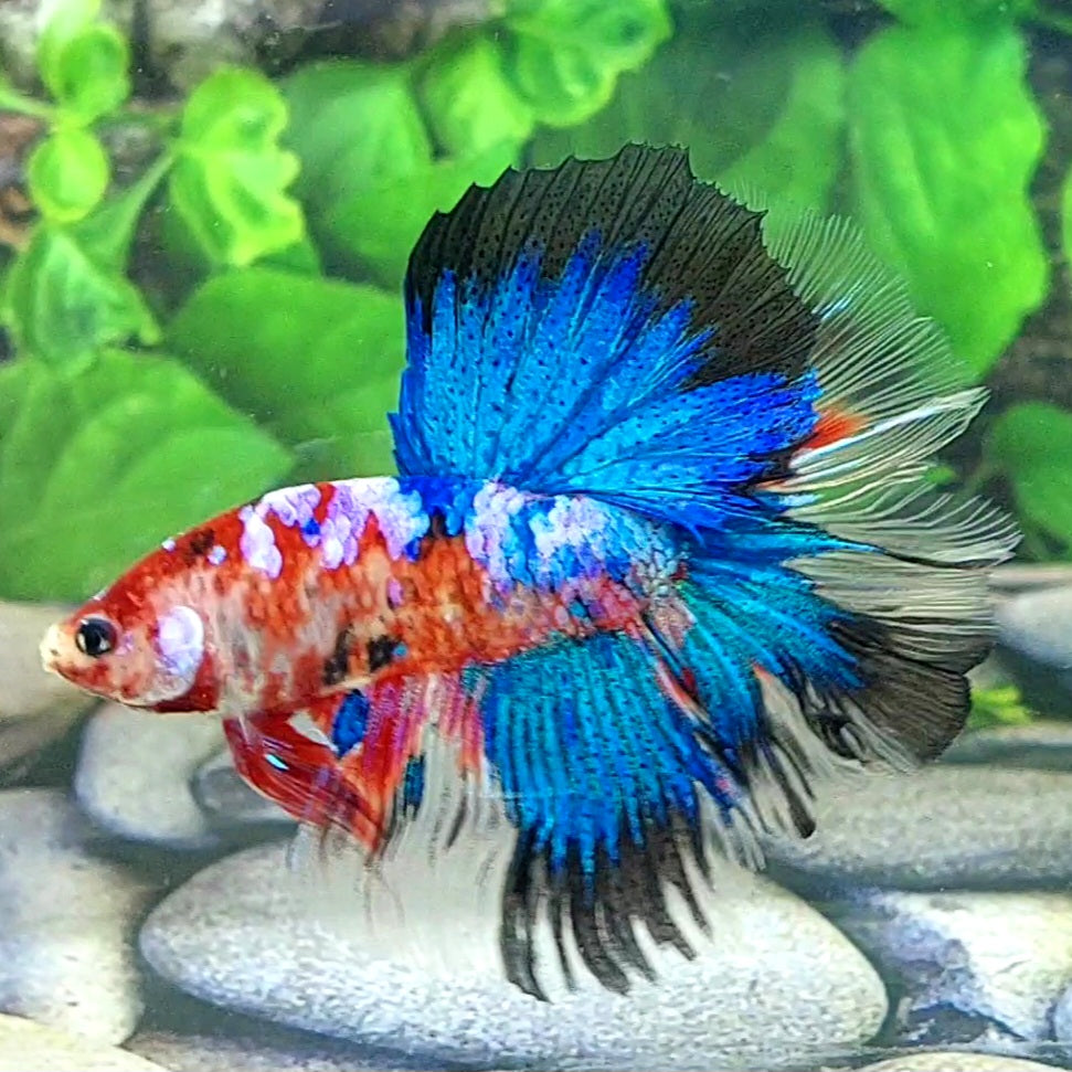 Multicolor Galaxy Halfmoon Male