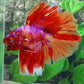Multicolor Pink Purple Candy Halfmoon Male