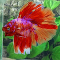 Multicolor Pink Purple Candy Halfmoon Male