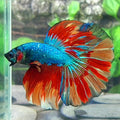 Multicolor Candy Halfmoon Male