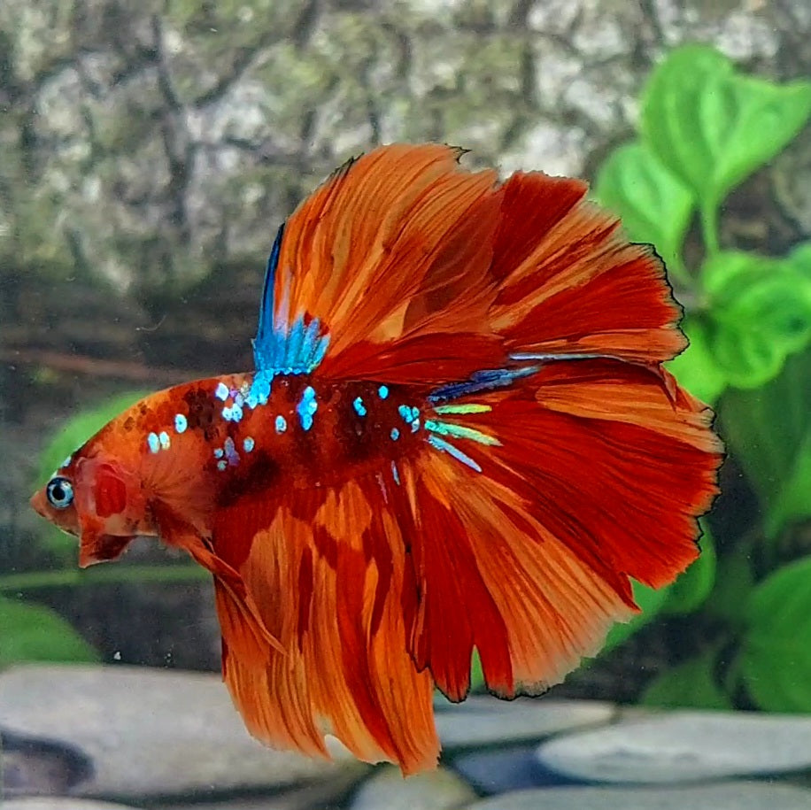 Nemo Candy Galaxy Halfmoon Male