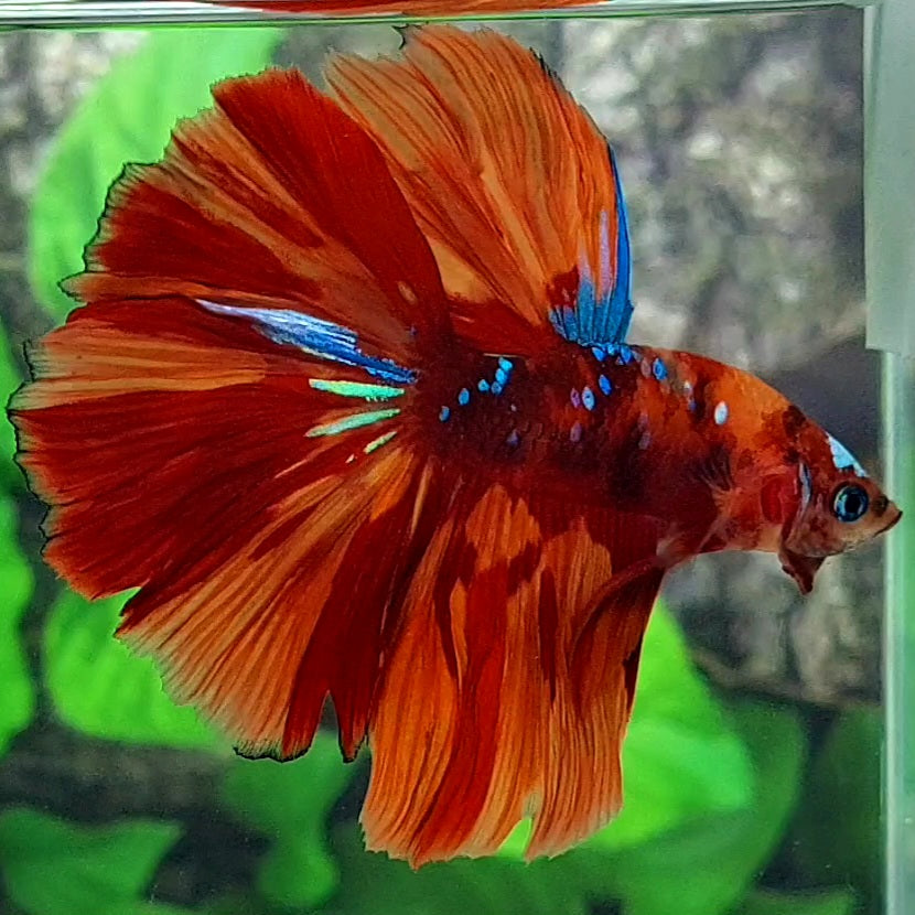 Nemo Candy Galaxy Halfmoon Male