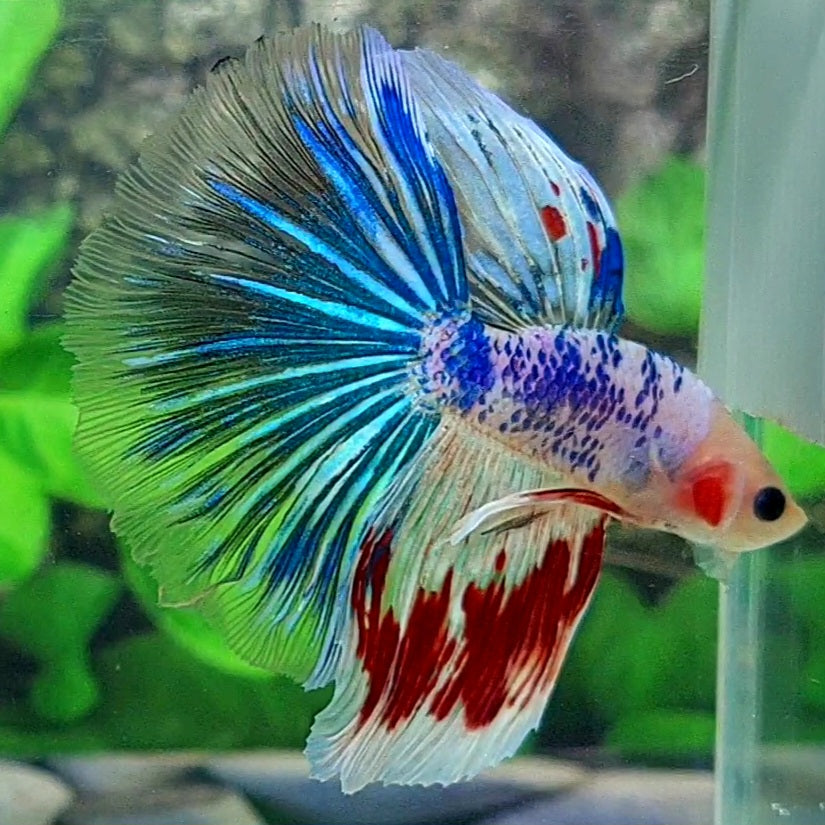 Fancy Halfmoon Male