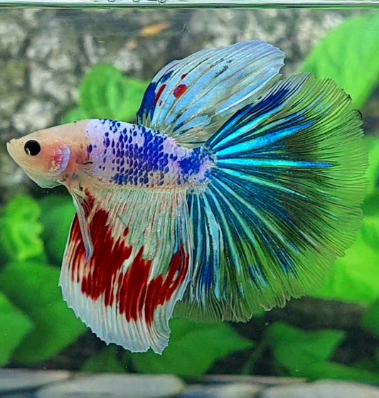 Fancy Halfmoon Male