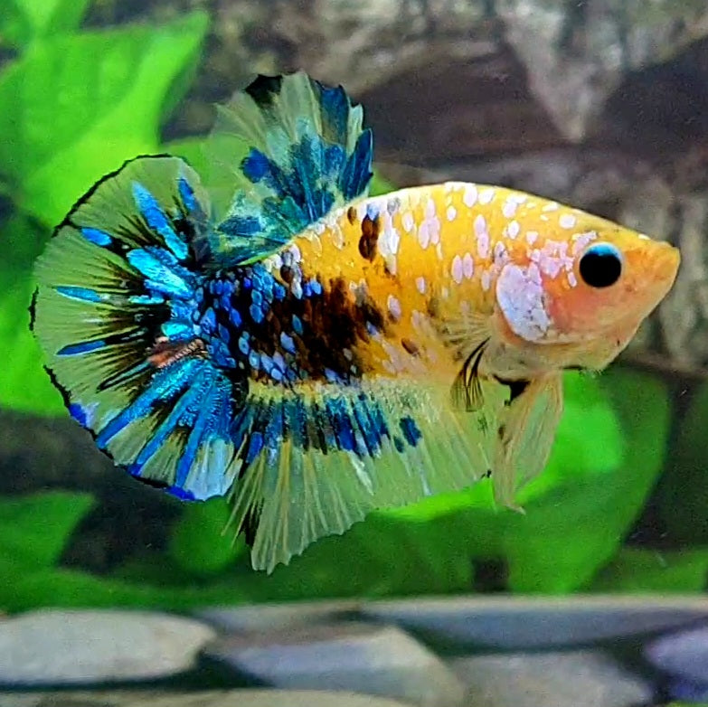 Yellow Blue Galaxy HMPK Male