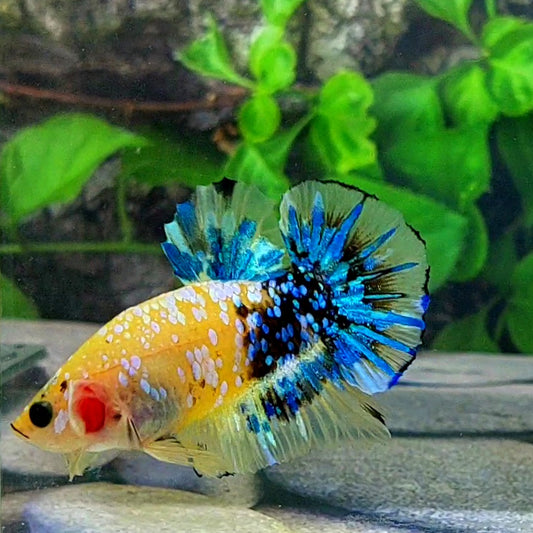 Yellow Blue Galaxy HMPK Male