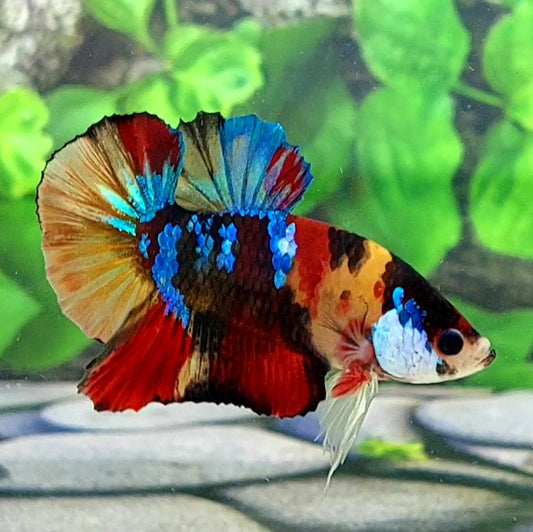 Multicolor Galaxy HMPK Male