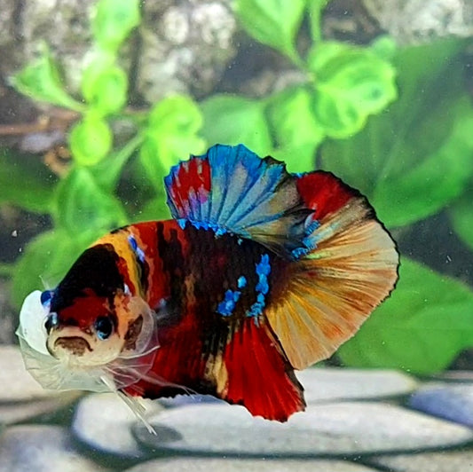 Multicolor Galaxy HMPK Male