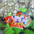 Multicolor Pink Candy HMPK Male