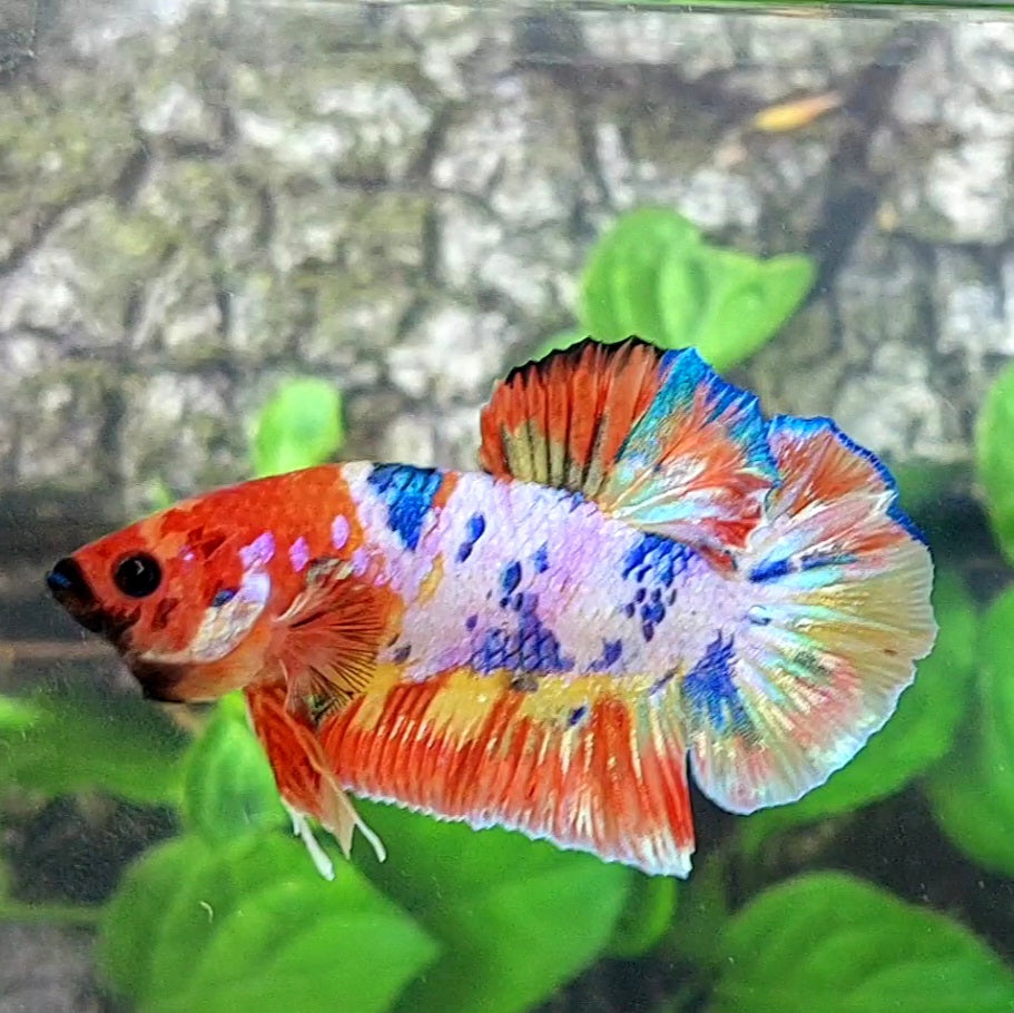 Multicolor Pink Candy HMPK Male