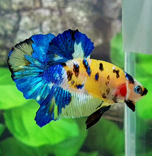 Yellow Blue Tiger Galaxy HMPK Male