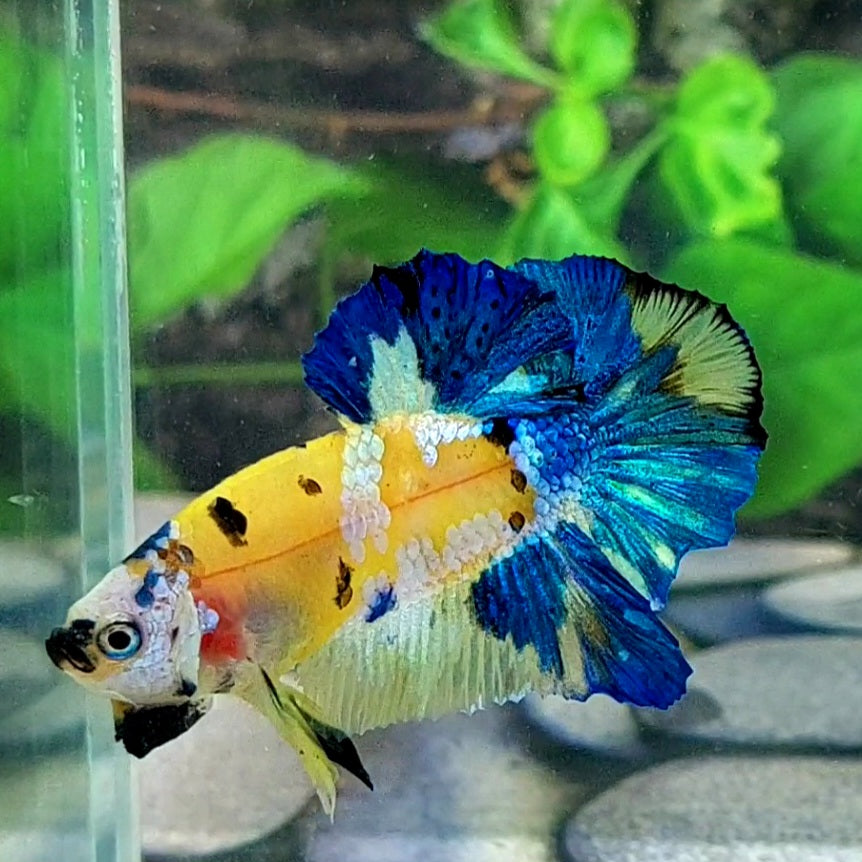 Yellow Blue Tiger Galaxy HMPK Male