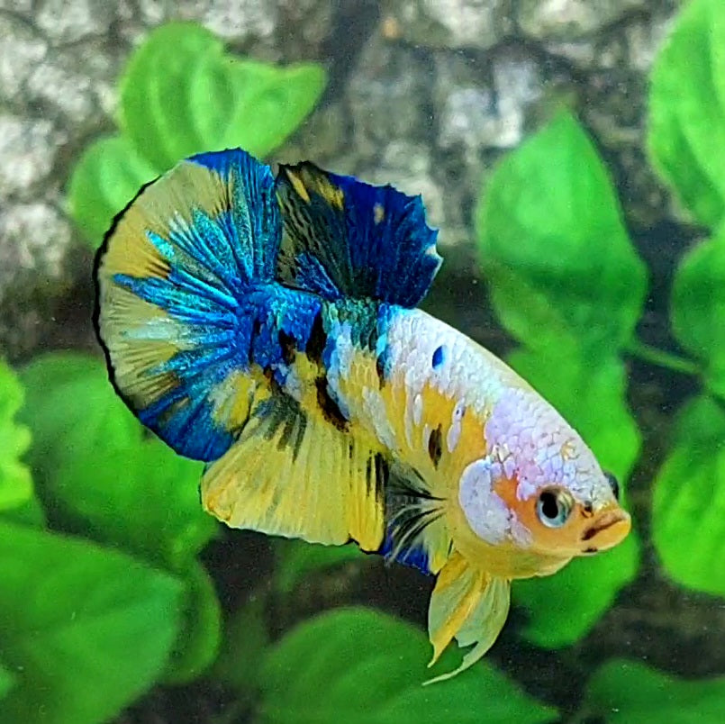 Yellow Blue Galaxy HMPK Male